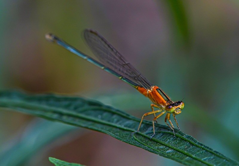Orange Damselflyphoto preview