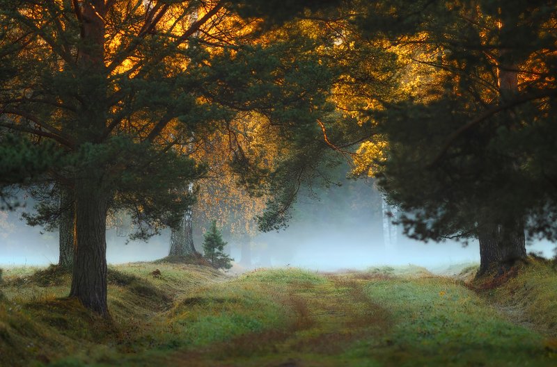 павловскийпарк, павловск, питер, пейзаж, природа, рассвет, павловский, туман, landscape, tsarskoyeselo, autumn Лучик)photo preview