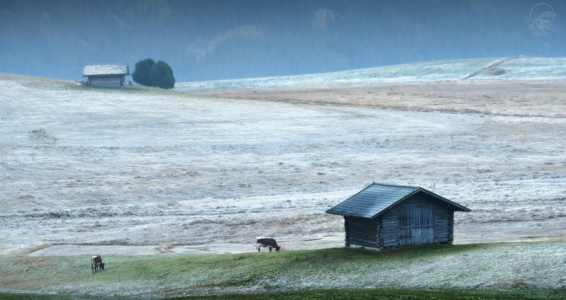 пейзаж, природа, горы, италия, пастораль, доломиты Седое утроphoto preview