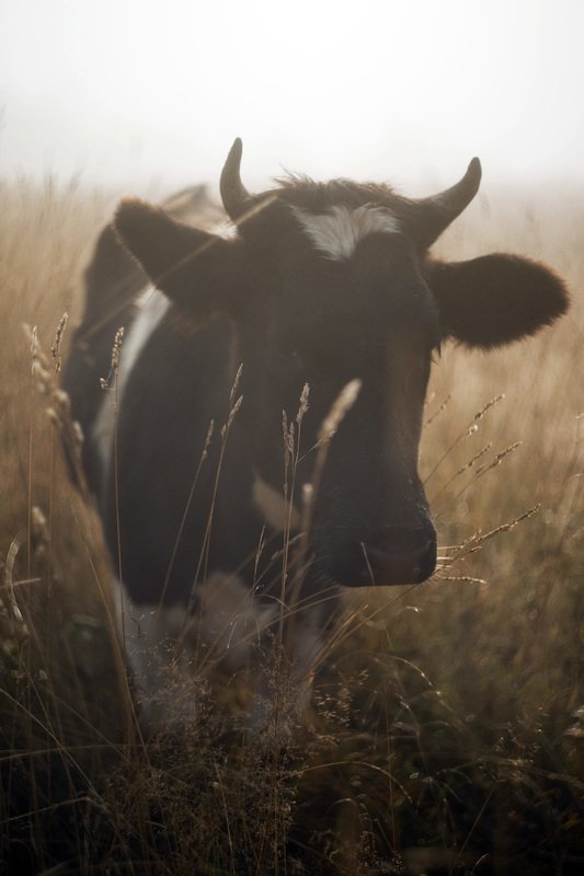 Почувствуй себя ежиком или встреча в туманеphoto preview