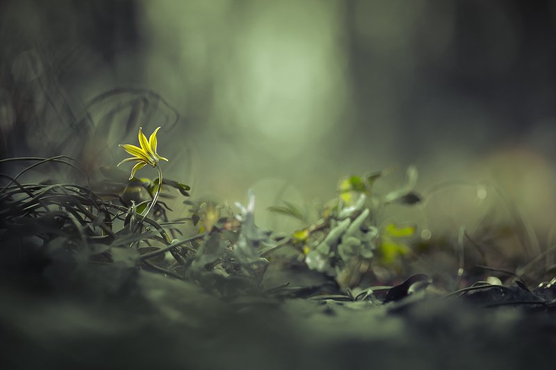 flower, spring, nature photo preview