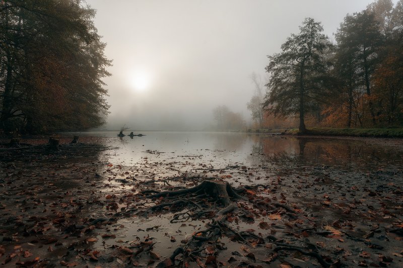 Morning fogphoto preview