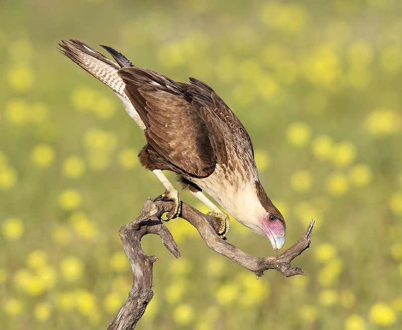 каракара, crested caracara, caracara, tx, texas, хищные птицы Молодая Каракара - Crested Caracaraphoto preview