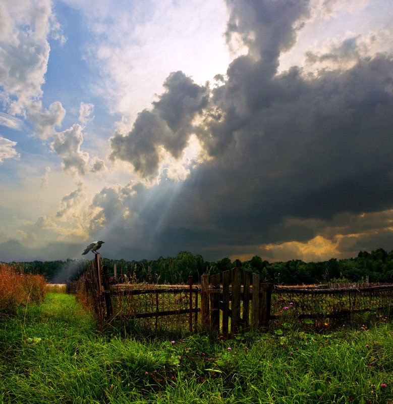 Ворона перед грозойphoto preview