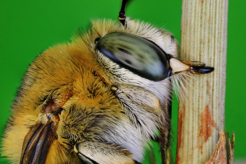 #pollinator#portrait#macro#macrostack#northcyprus Anthophoraphoto preview