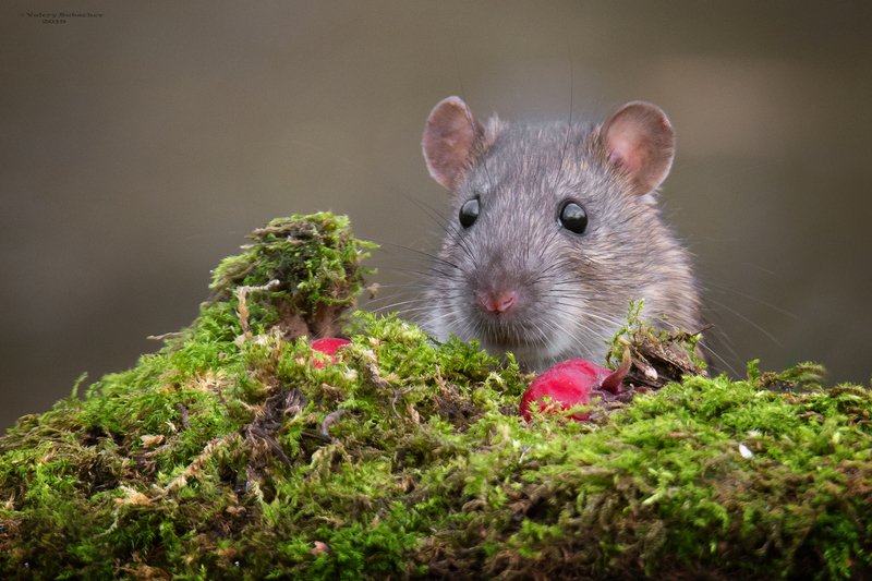 Вегетарианец или портрет с боярышникомphoto preview