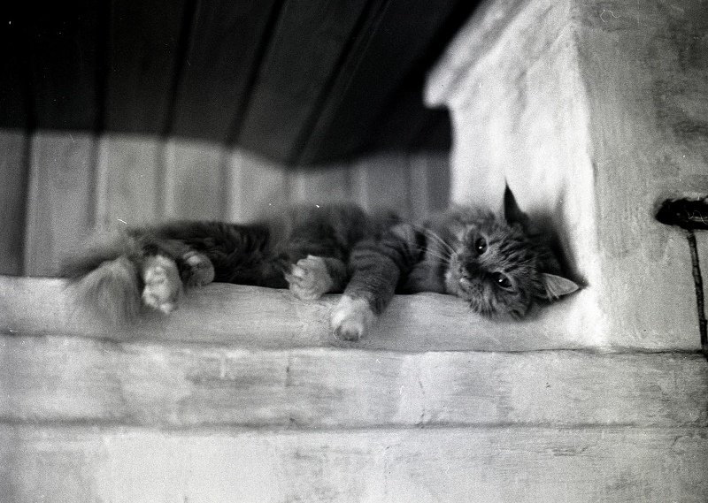 Кот Баюн.photo preview