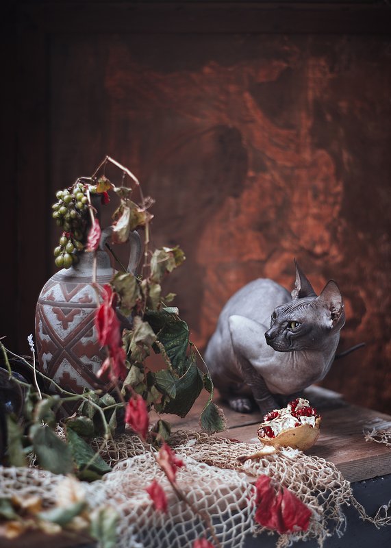 #сфинкс #кошки #домашние #животные в натюрморте #портрет Кошка и кувшинphoto preview