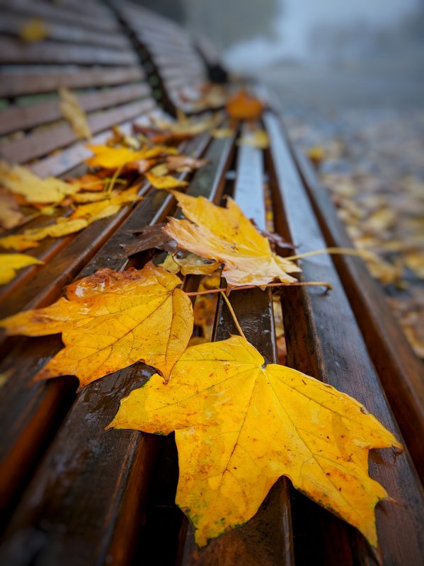 осень,листья,желтый,октябрь,осенний,туман,лавка,лавочка,перспектива,размытие,уличная фотография Осенний этюдphoto preview