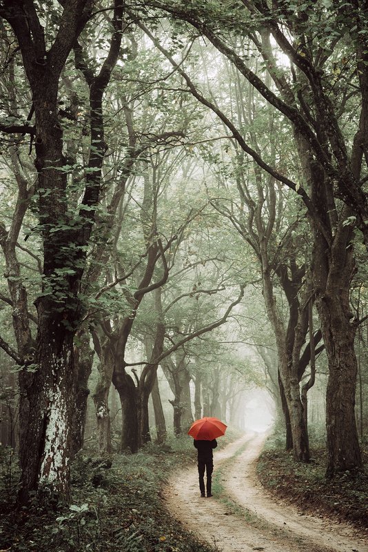 ходить walk forest woods trees road magic miasty foggy dranikowski path fall alley red umbrella ходитьphoto preview