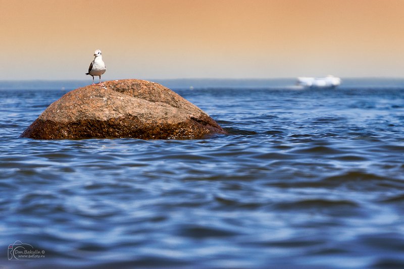 Чайка и ракетаphoto preview