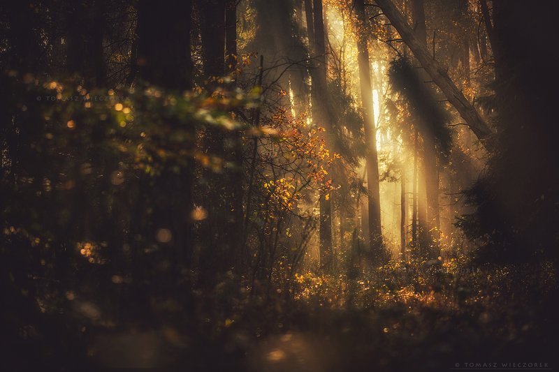 forest, poland, polish, landscape, sunrise, sunset, colours, autumn, awesome, amazing, adventure, travel, beautiful, morning, trees, light, leaves In the middle of a forestphoto preview