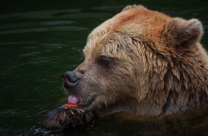 bear, медведь, фотоохота, анималистика, дикая природа, природа, лес, животные, nature, wildlife, animal, wildlifephoto, suomi, finland Вкусняшка нашласьphoto preview