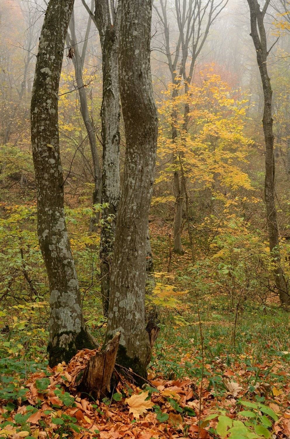 Осеннее утро в Ставропольском лесу. Автор: Александр Жарников осень листва утро деревья, Александр Жарников