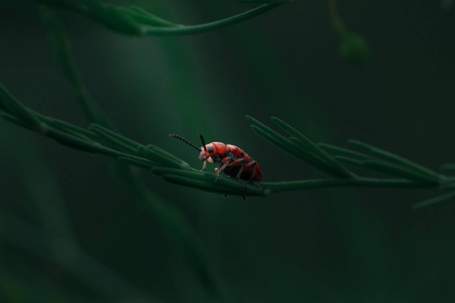 , Юлия Хворостяная