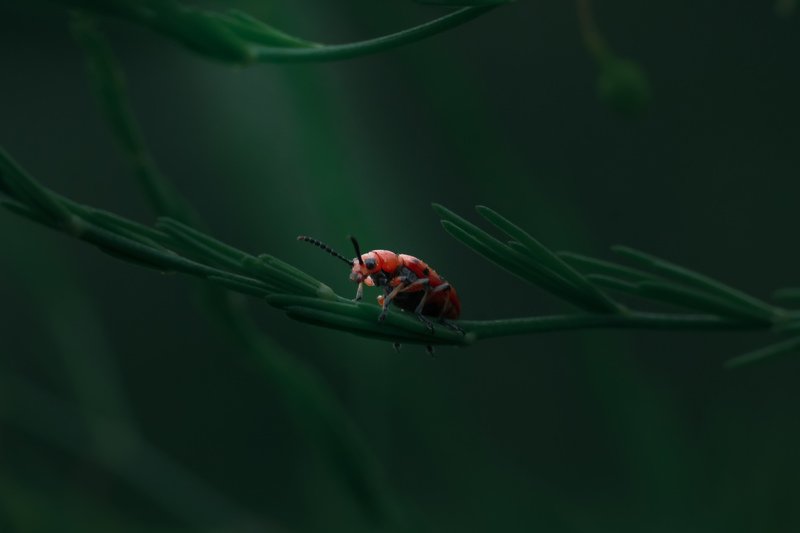 Спаржевая трещалка лучах  утреннего солнцаphoto preview