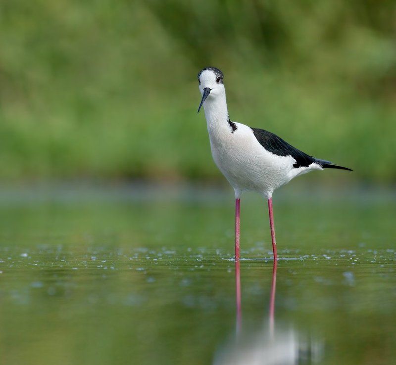 кулик , ходулочник тишинаphoto preview