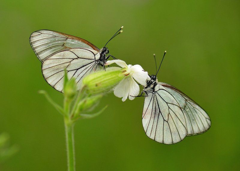 Качелиphoto preview