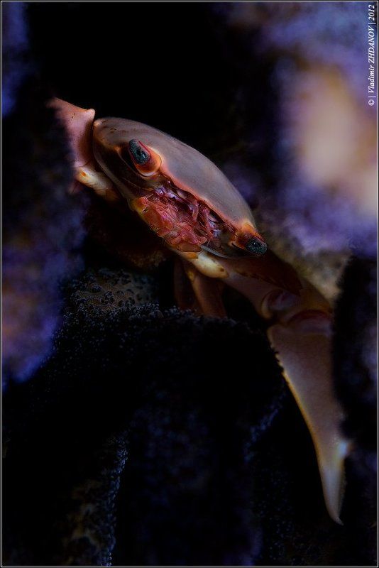 краб, predator Predatorphoto preview