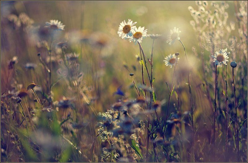 Полевые цветы.photo preview