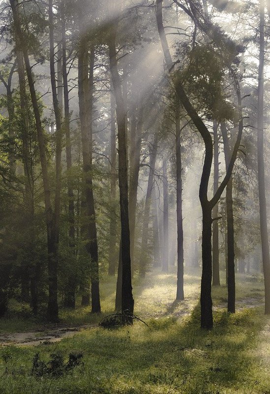 Solar Showerphoto preview