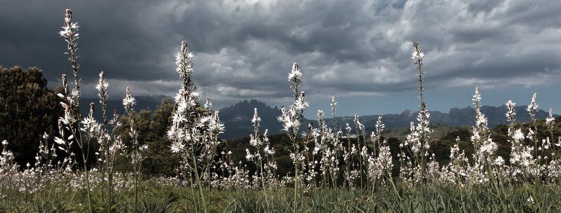 Поля забвенияphoto preview