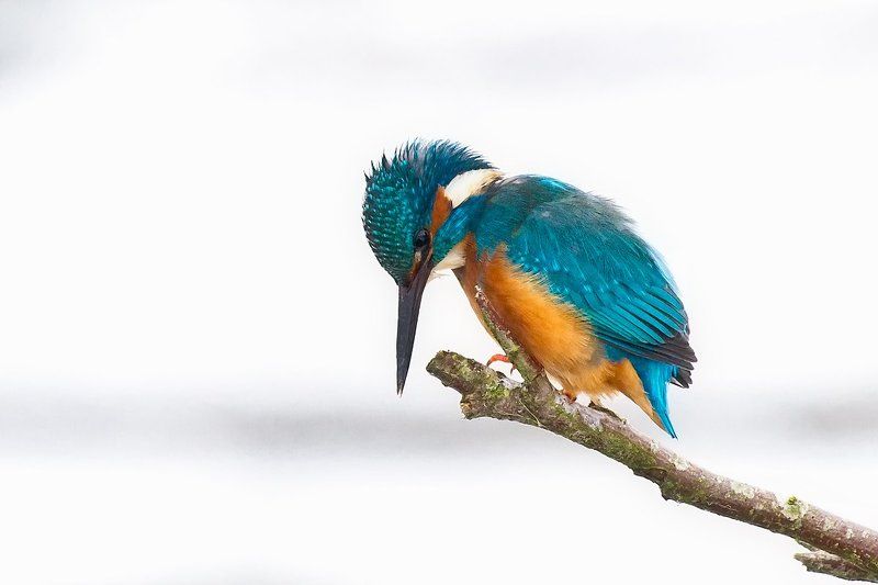 nature blue & whitephoto preview