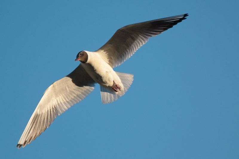 чайка, птицы Небольшая птица семейства чайковых ©photo preview