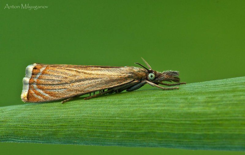 макро, насекомые, бабочка Травянка соломенная (Chrysoteuchia culmella)photo preview