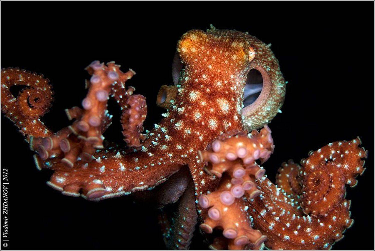 Дед Федул щёки надул.... Автор: Владимир Жданов , Владимир Жданов