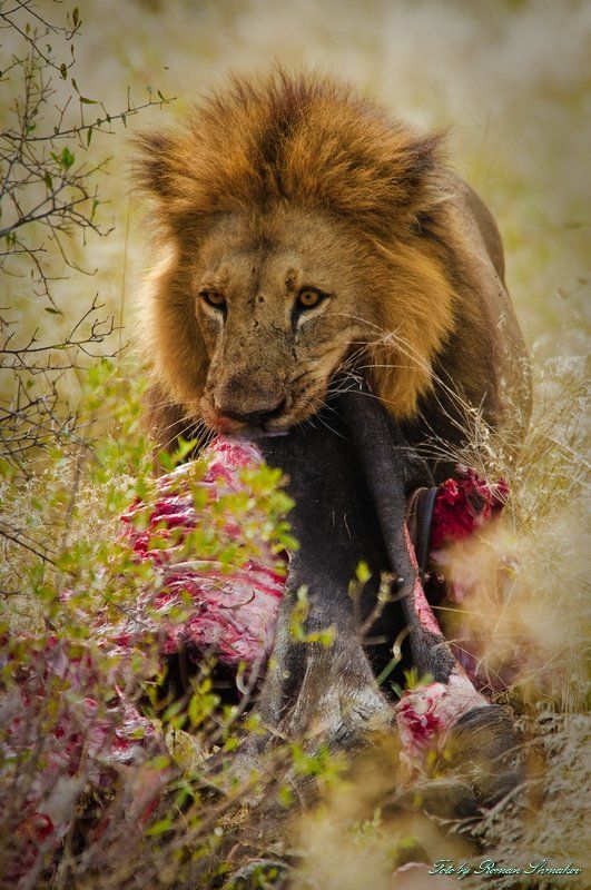 Немного о грустномphoto preview