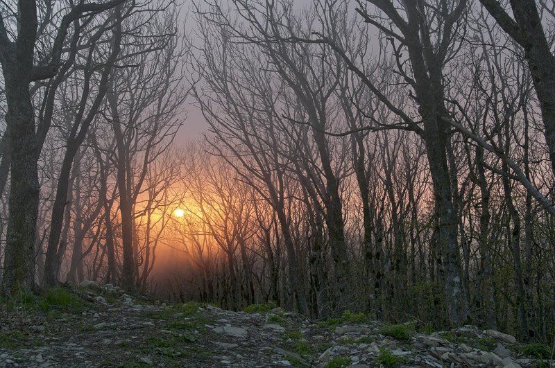 Там тишина, там леший бродит...photo preview