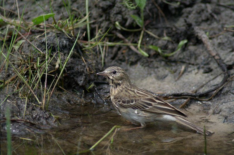 певчий, дрозд Купаниеphoto preview