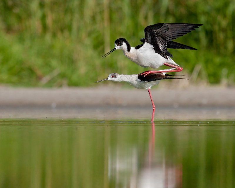 кулик , ходулочник , спаривание любовьphoto preview