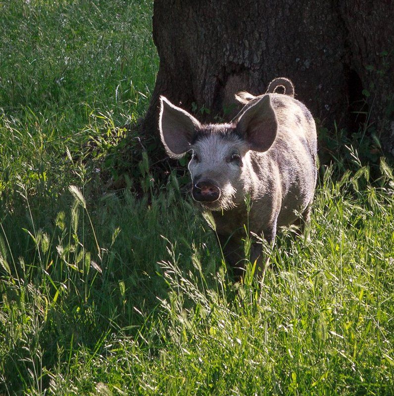 блаженный корсиканский свинтусphoto preview