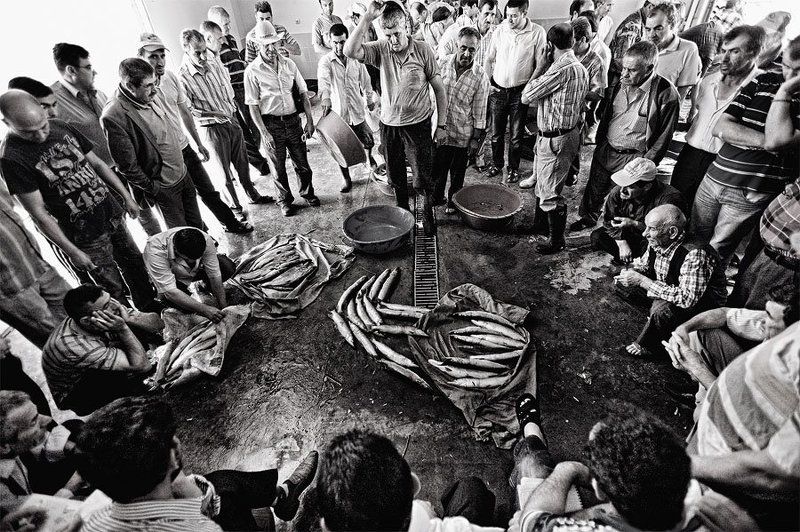 Рыбный аукционphoto preview