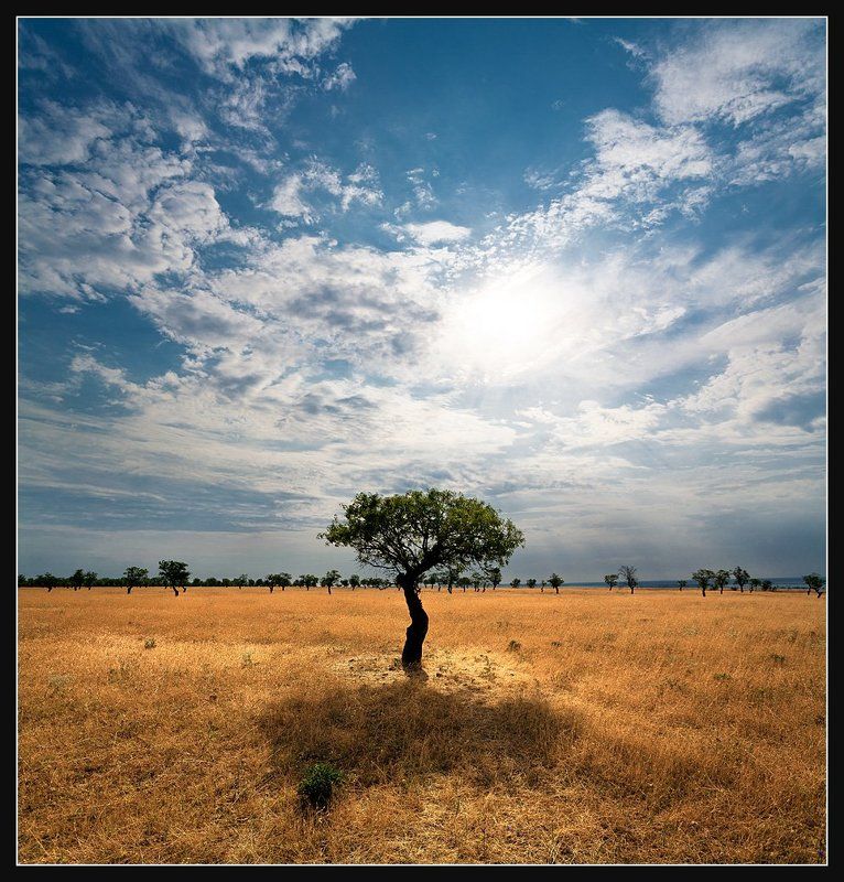 Стариый миндальный сад(3)photo preview