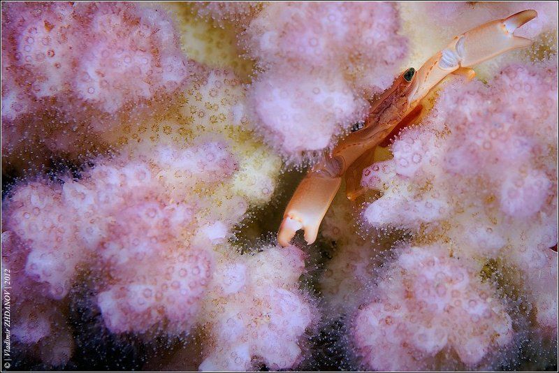 Underwater Glamourphoto preview