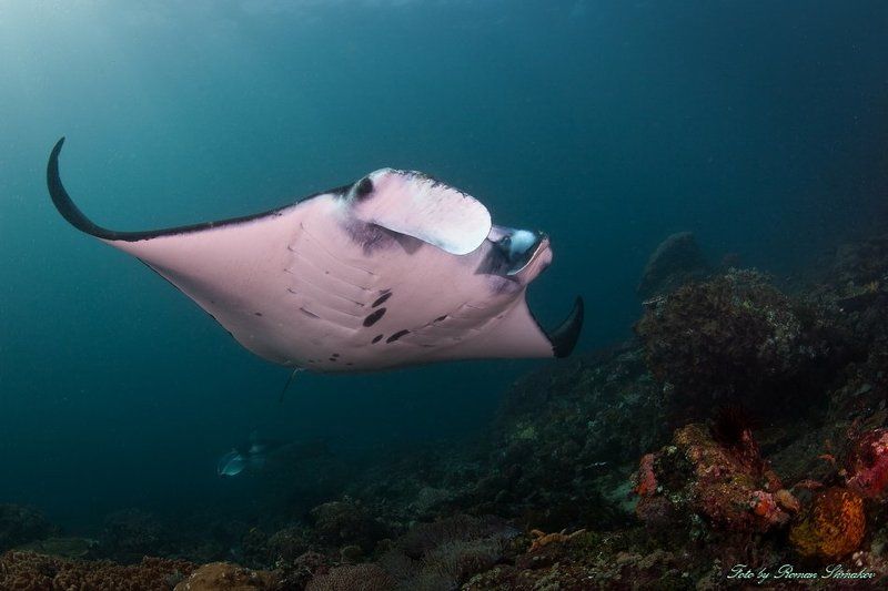 Морские тениphoto preview