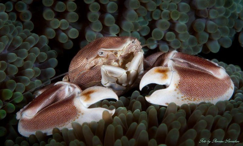 На страже порядкаphoto preview