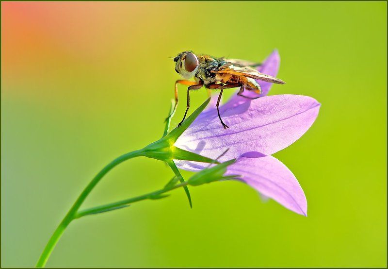 Они бывают разные.photo preview