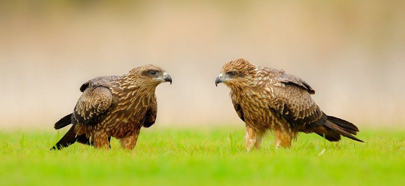 поговорим?photo preview