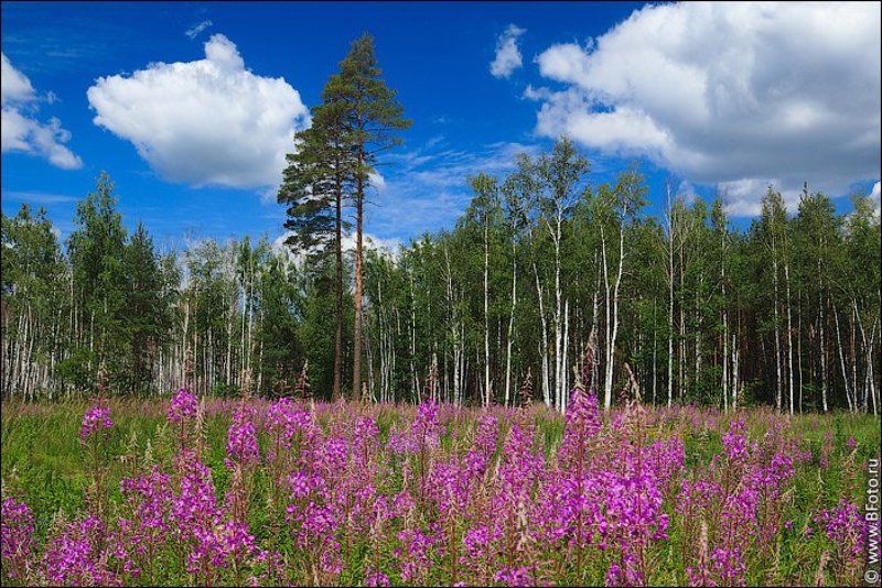 липецкая область, лето, пейзаж, июнь, 2012 Липецкая область, летний пейзаж, июнь 2012photo preview