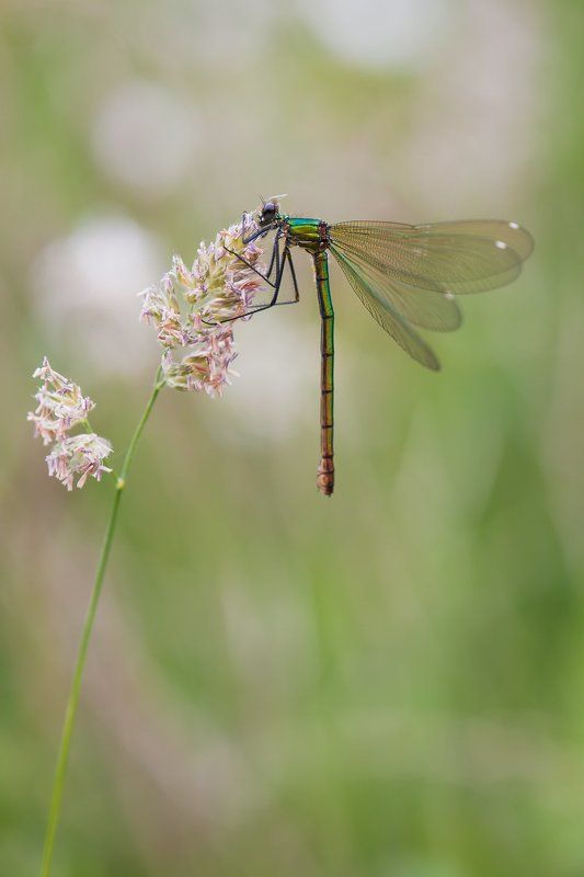 dragonflayphoto preview