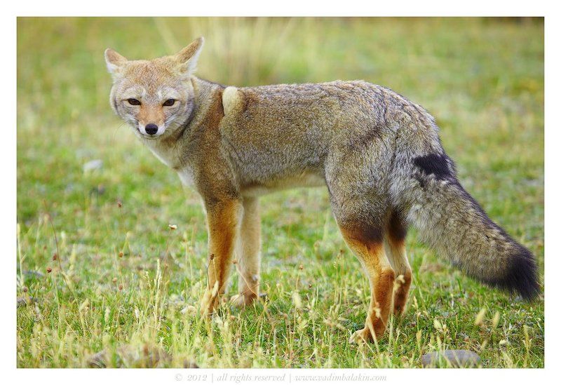 Братец Лис фото превью