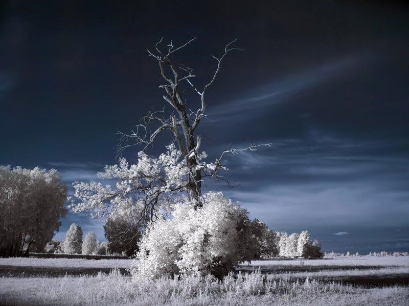 Пейзаж с деревомphoto preview