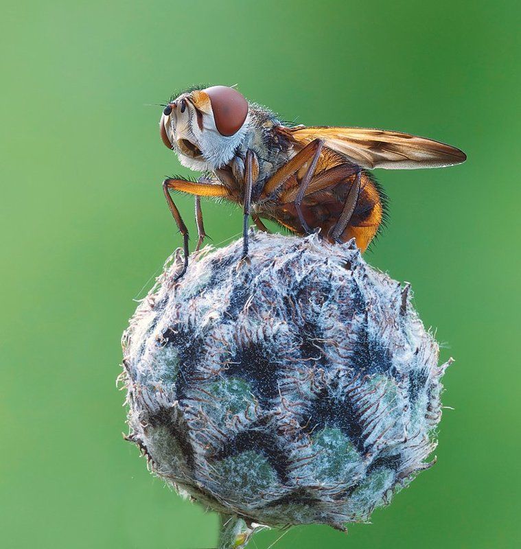 EURO 2012photo preview