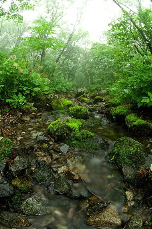 ручей, туман, распадок, приморье, лес, природа, пейзаж В распадке...photo preview