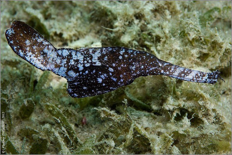 solenostomus, cyanopterus, robust, ghost, pipefish, травяной, трубкорыл, красное, море, египет, дахаб - Я тучка-тучка-тучка, я вовсе не медведь...photo preview