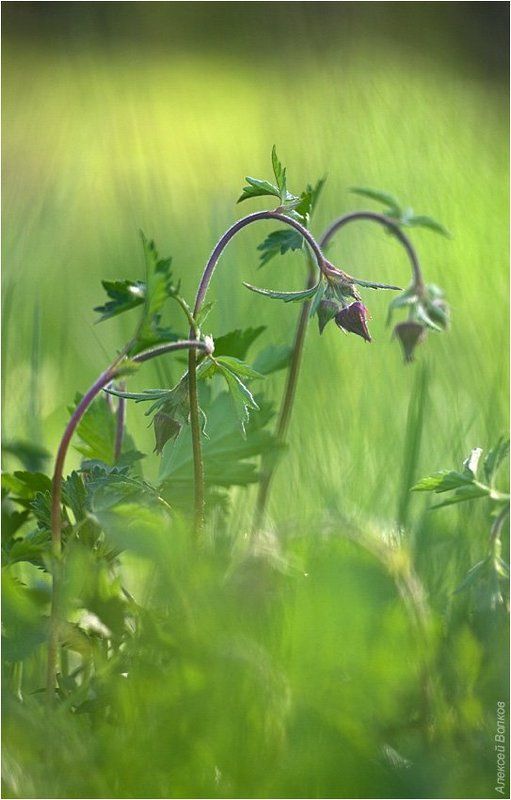 гравилат Больше не наливатьphoto preview